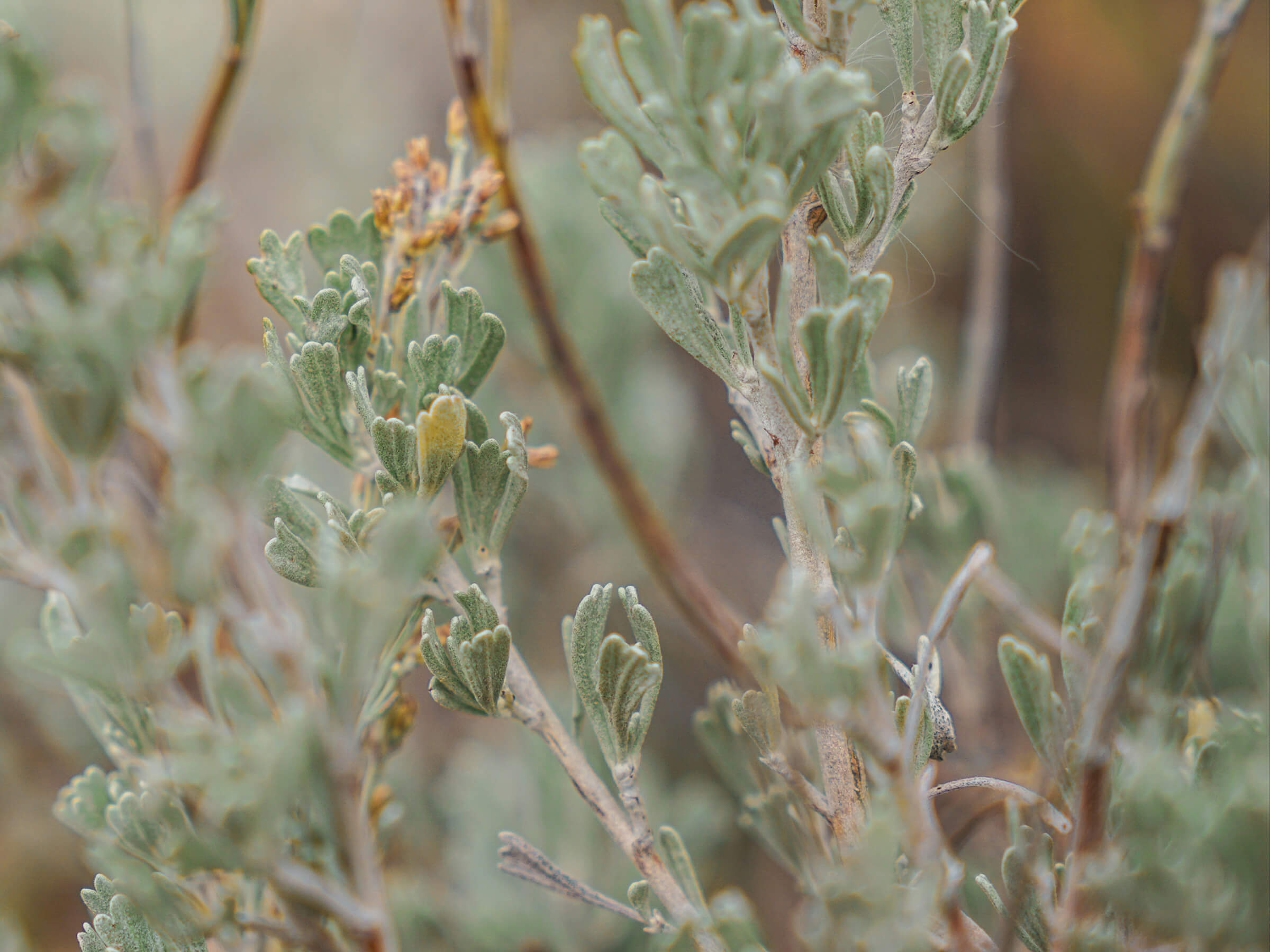Sagebrush